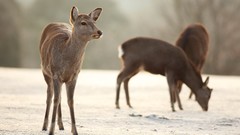 Animals deer
