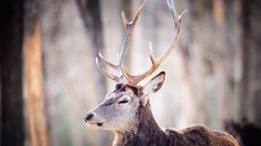 Animals deer