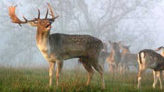 Animals deer