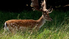 Animals deer