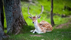 Animals deer