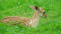 Animals deer