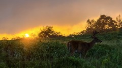 Animals deer