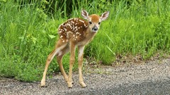 Animals deer