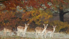 Animals deer