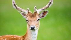 Animals deer antlers