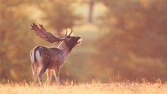 Animals deer antlers