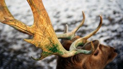 Animals deer antlers