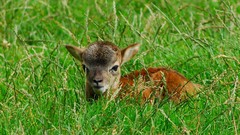 Animals deer baby animals