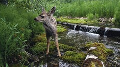 Animals deer baby animals waterfall river moss Mammals outdoors