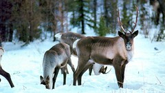 Animals deer Canadian