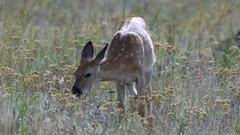 Animals deer eating Mammals