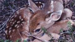 Animals deer fawn
