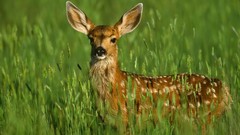 Animals deer fawn