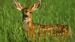 Animals deer fawn