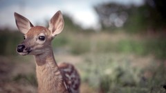 Animals deer fawn