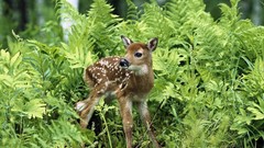 Animals deer fawn baby