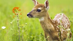 Animals deer fawn baby animals