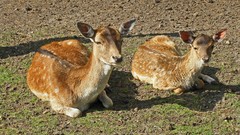 Animals deer fawn baby animals