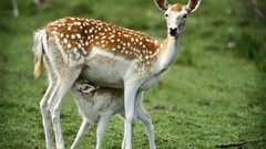 Animals deer fawn baby animals