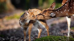 Animals deer fawn baby animals
