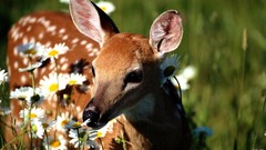 Animals deer fawn Daisy