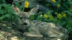 Animals deer fawn wildlife