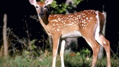 Animals deer fawn wildlife baby animals