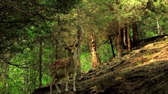 Animals deer forests