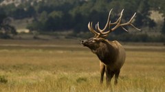 Animals deer national park national geographic