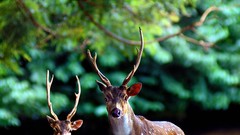 Animals deer Sam Lim