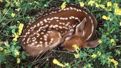 Animals deer sleeping fawn
