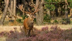 Animals deer stag