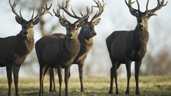 Animals deer stags nature outdoors Mammals