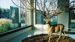 Animals deer stuffed animals