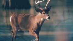 Animals deer wildlife