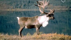 Animals deer wildlife