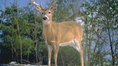 Animals deer wildlife