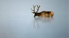 Animals deer wildlife