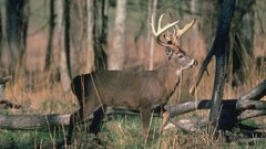 Animals deer wildlife