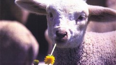 Animals deer wildlife