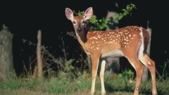 Animals deer wildlife