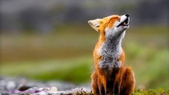 Animals depth of field