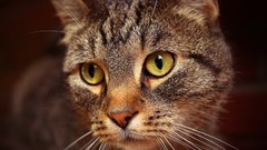 Animals depth of field