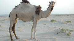 Animals desert camel kamel