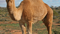 Animals desert camel kamel