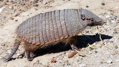 Animals deserts armadillo