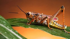 Animals dew grasshopper leaf