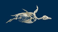 Animals Dinosaurs skeletons archeology