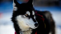 Animals dog black white Mammals